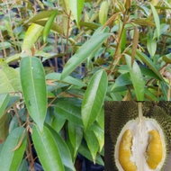 Anak Pokok durian IOI / Durian D101 / Kahwin (Hybrid)