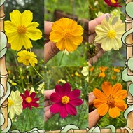 Efficient germination  Benih bunga kosmos campur warna/ cosmos mix / cosmos sulphureus r