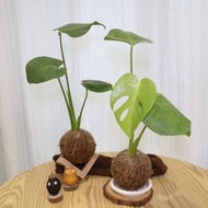|龜背芋苔球| 贈送塑膠底座 / 植男人紳 手作苔球