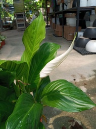peace lily # indoor plant #