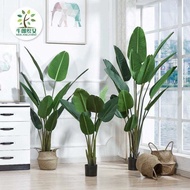  Artificial Plant Skybird / Pokok Banana / Pokok Pisang / Real Fiddle Fig / Mostera