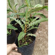 Dwarf, red plant pot