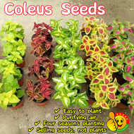 100% Original Mixed Colors Coleus Seeds (Fresh 100pcs Seeds) Flower Seeds for Planting Live Flowerin