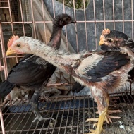 Ayam pelung asli anakan sepasang