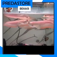 arwana silver albino 13-14cm