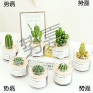 Desk Green Plant Cactus Succulent Plant Cactus Potted Plant Indoor Small Potted Plant Office Desktop