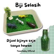 Basil Sensory Play Seeds / Sensory Play Toys / Montessori Toys / Messy Play