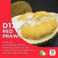 Anak pokok durian D175/ durian udang merah