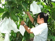 Bộ 100 túi bọc trái xoài (xoài lớn na thái..) kich thước 22x30cm bao trái Ánh Dương