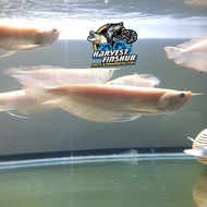 arwana / arowana silver albino 33cm 35cm unik