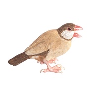 肉桂斑胸鳥胸針 Cinnamon java sparrow PB186