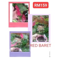🍇CALADIUM RED BARET🍇 rare id caladium holand, thai, usa, kampung, pokok bunga keladi hiasan (ZURA GARDEN)