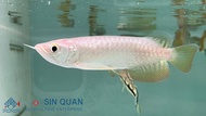 Highback Arowana/Live Fish/Arowana/Freshwater 高背金龙/活鱼/金龙鱼(Sin Quan Aquaculture Enterprise)