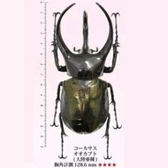 [甲蟲部落]DL惡魔木屑 本館南洋大兜蟲CCB 128.6mm 登錄BEKUWA 91期紀錄個體