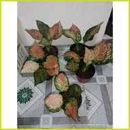 ⛅ ✟ ♀ ∨ Pink Valentine Aglaonema