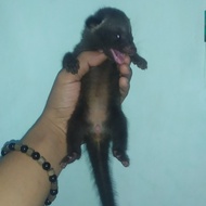 ANAK MUSANG PANDAN MURAH/BABY MUSANG CCALON BONDING KERAS