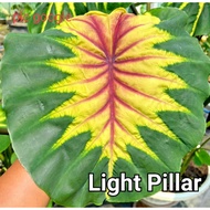 Colocasia LIGHT PILLAR