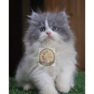 Kucing Persia Anggora Himalaya Munchkin Ragdol Bigbone Kitten