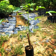 anak benih getah berpolibag,pokok getah PB350/PB314/RRIM3001