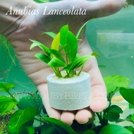 Anubias Lanceolata in Ring - Live Aquarium Aquatic Plant