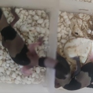 african fat tailed gecko