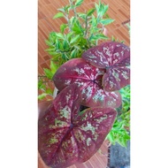 thai caladium/rare (keladi)