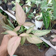 Singonium pink
