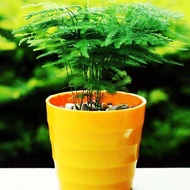 6 Pcs/Pack Asparagus Fern Tree  Evergreen Indoor Potted Plants Bonsai