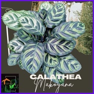 ✔ ⭐ Calathea Makoyana Live Plants