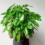 tanaman hias philodendron burle marx-pilo brekele