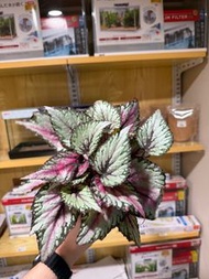 秋海棠植物盆栽