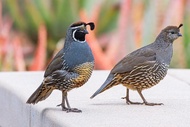 Burung Puyuh california quails Sepasang dewasa