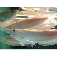 Ikan Arwana Silver Red Size 13-15Cm Arwana Albino Arwana Silver