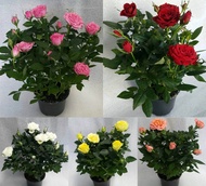 PAKET 5 WARNA TANAMAN HIDUP BUNGA MAWAR | MURAH & GRATIS ONGKIR . READY BERBAGAI MACAM JENIS BIBIT S