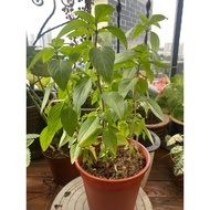 Thai basil plant homegrown pesticide free