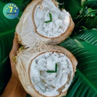 bibit benih kelapa kopyor kultur jaringan tinggi 1 meter up