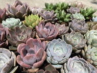 [HCM]15 SEN ĐÁ 4-6CM GIÁ SIÊU RẺ TO ĐẸP