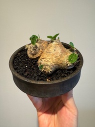 塊根 惠比須笑 raw life ii SRL kikko