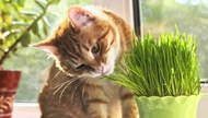 Benih Cat Grass Rumput Kucing Wheatgrass Rumput Gandum