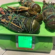 Lobster Laut Super 1Kg