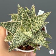 Sale!! Aloe Hybrid seedlings อโลไฮบริด ไม้เมล็ด #กระถาง 3 นิ้ว ไม้อวบน้ำ กุหลาบหิน cactus&amp;succulentหลากหลายสายพันธุ์