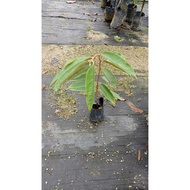 Anak Pokok Durian D24 (Sultan Durian) | Cantuman Asli | Cepat Berbuah & Premium Quality