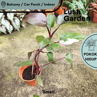 Philodendron Pink Princess 粉红公主蔓绿绒 150mm Pot Aroid Rare Live Plant Pokok Hiasan [Lush Garden]