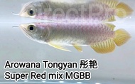 Arowana Fish Tongyan super red kapuas mix mgbb malaysia golden blue base cross back kelisa 龙鱼 彤艳 红龙 焜 蓝底过背