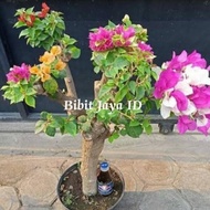 Bibit Bunga Kertas Cantik - Pohon Bougenville 5 Warna