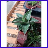 ◱ ۩ Sensevia/Snake Plant 4Sale