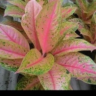 tanaman hias aglonema pink lady