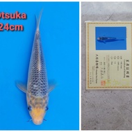 ikan koi import jepang otsuka asagi sertifikat