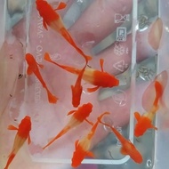 Guppy Albino Koi Red Ear (Gen King Koi)