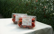 【2週限定接單！ 無農藥玉女小蕃茄3盒組】嬌貴溫室栽培小番茄 夏天也能輕鬆補充茄紅素